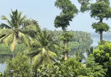 Kerala forest