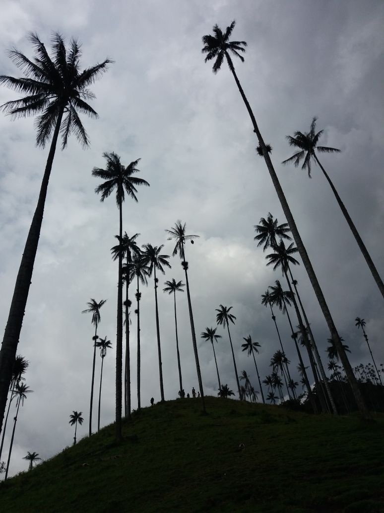 5. "Die größten Palmen der Welt"