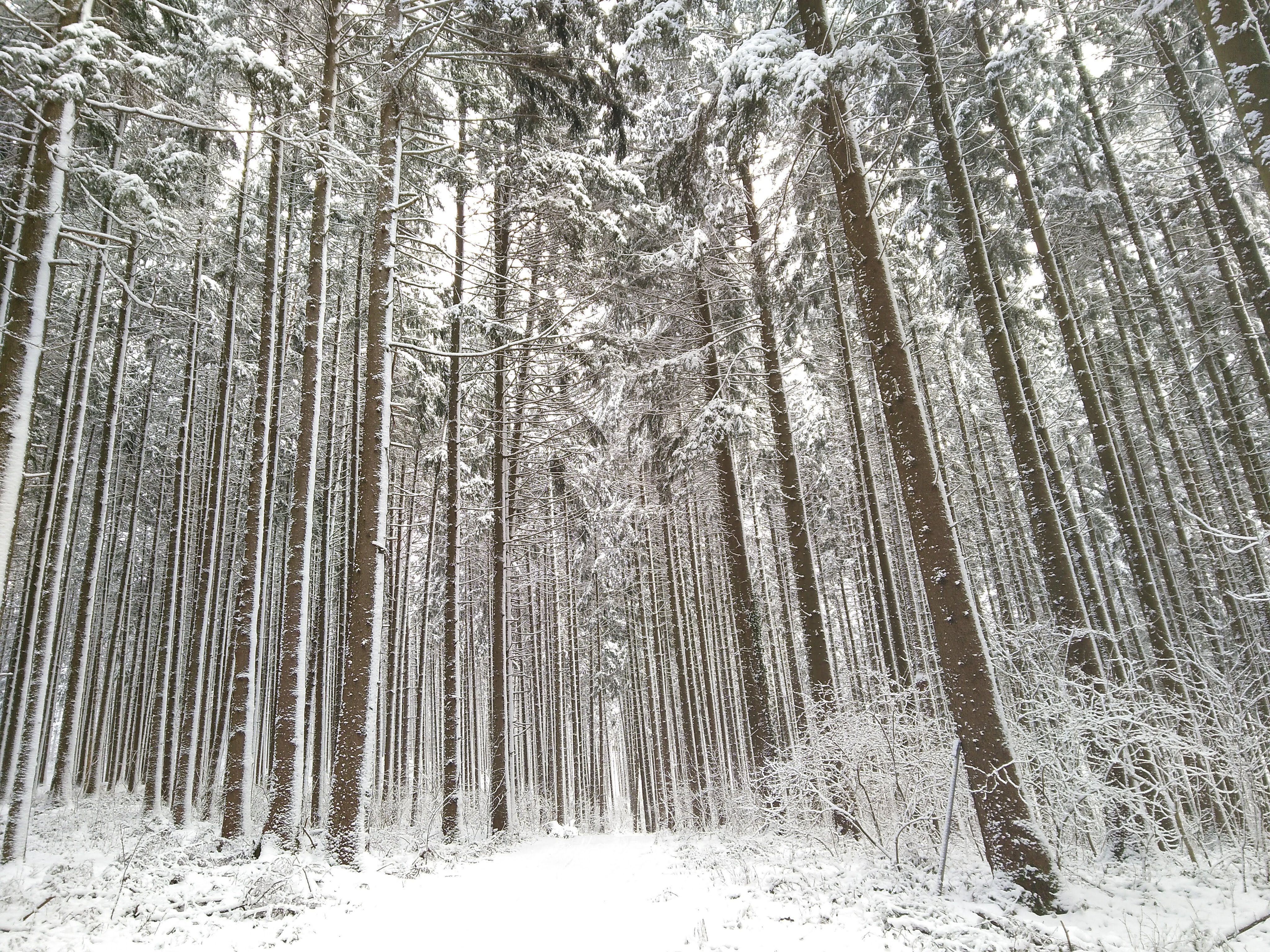  7. "Paradis d'hiver - forêt enneigée"