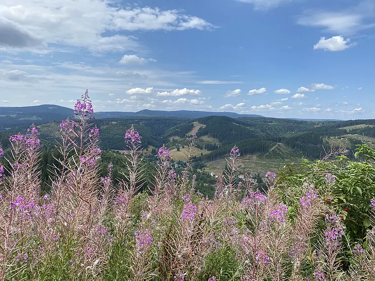 Blick auf den Rennsteig