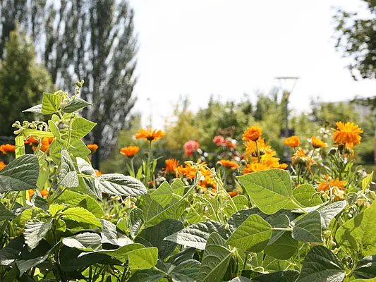 Blumen im Schulgarten