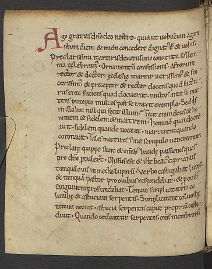 Mittelalterliche Handschrift F. 184v: Bei Sermo Erfurt 6 handelt es sich um eine bisher gleichfalls nur lückenhaft überlieferte Märtyrerpredigt auf Cyprian