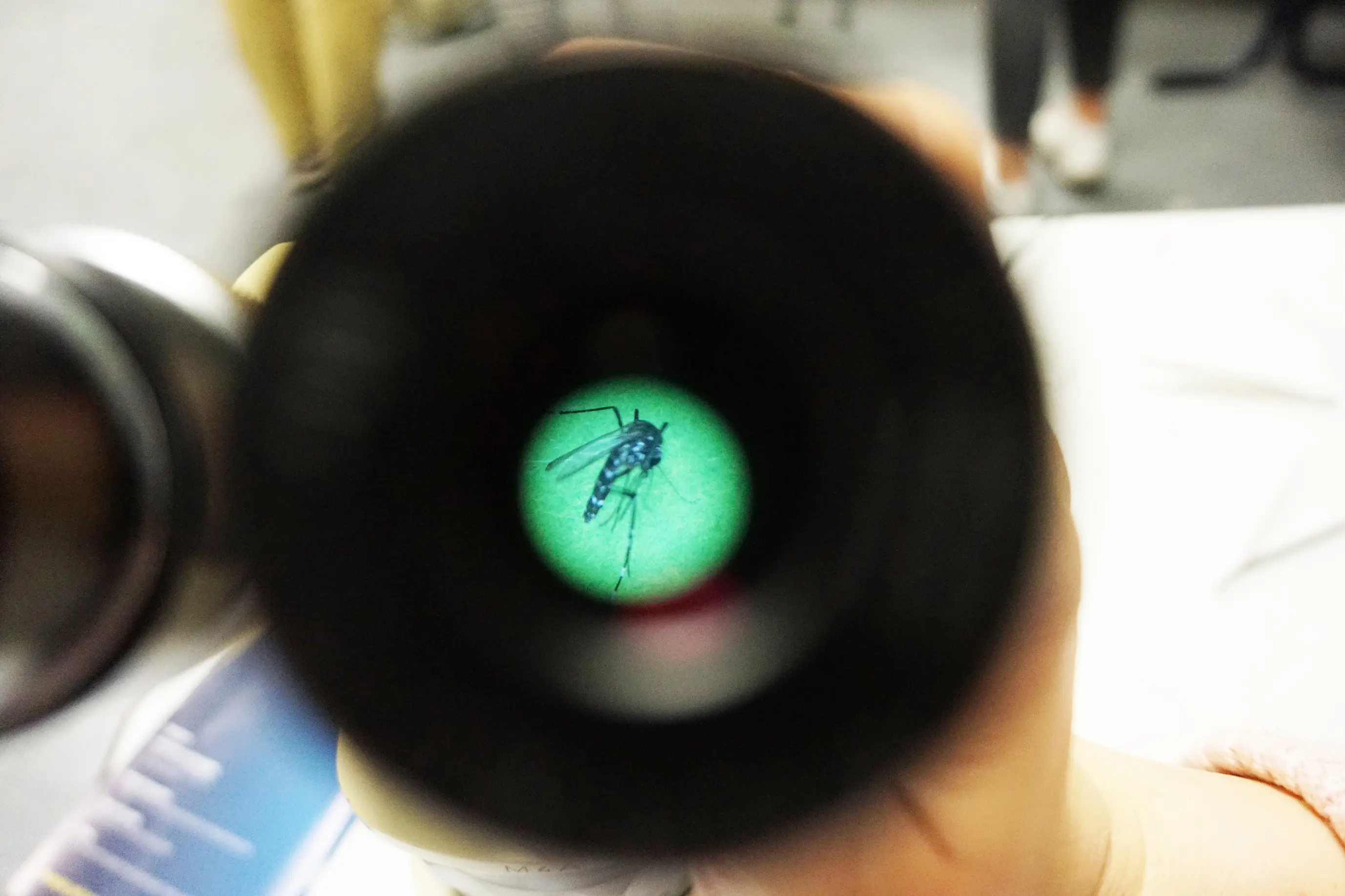 Tigermücke unterm Mikroskop