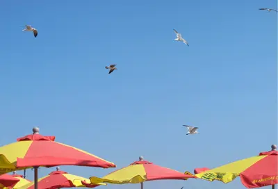 Sun umbrellas with sky and seagulls