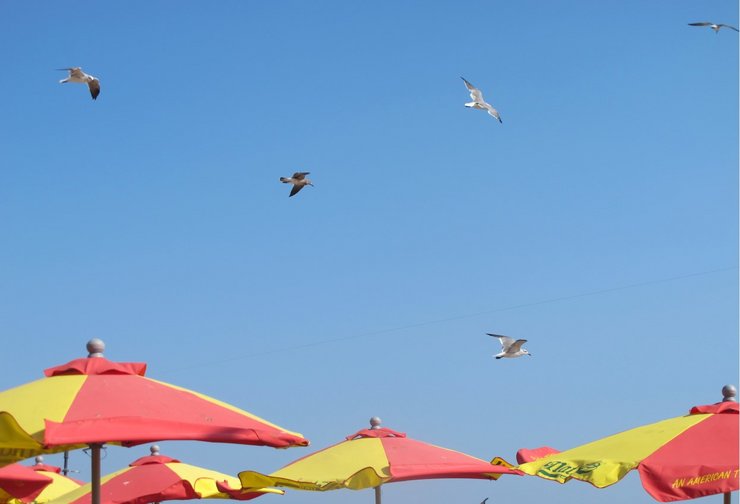 Sun umbrellas with sky and seagulls