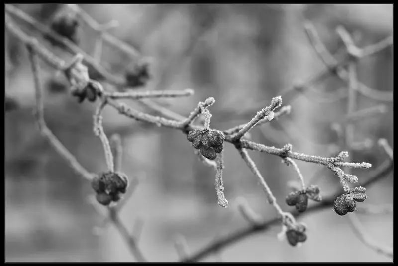 Schwarz-Weiß-Bild von Zweigen im Winter