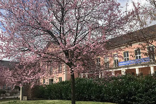 Campus of the University of Erfurt with a flowering tree in spring