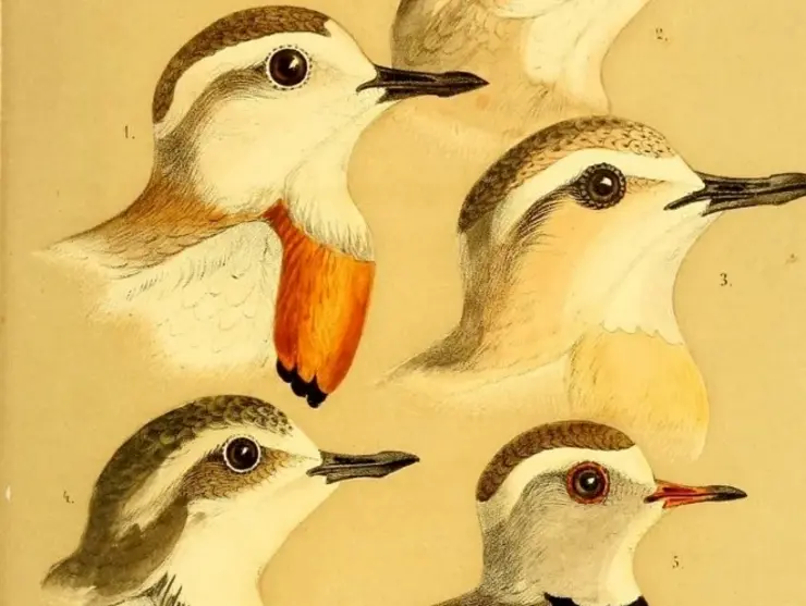 Heuglin Ornithologie 1869