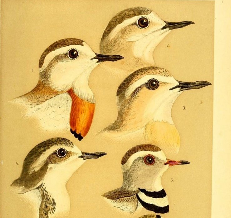 Heuglin_Ornithologie_1869