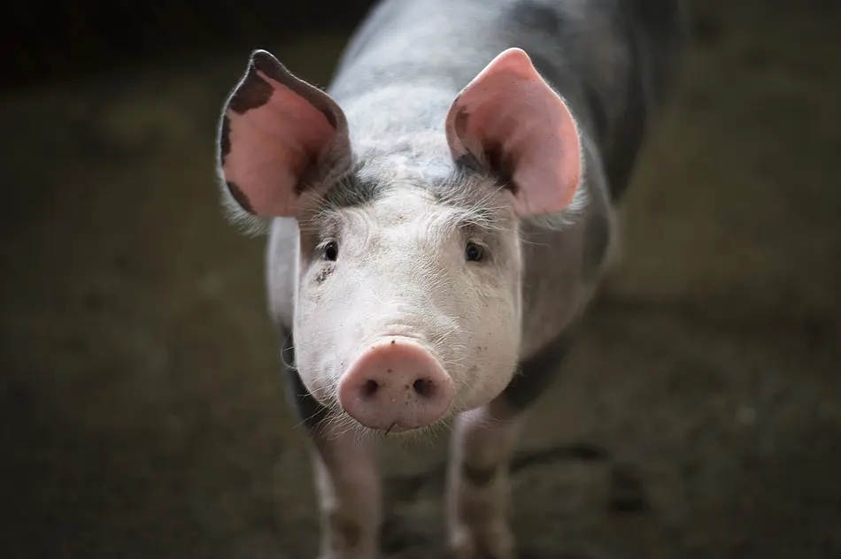 Schwein
