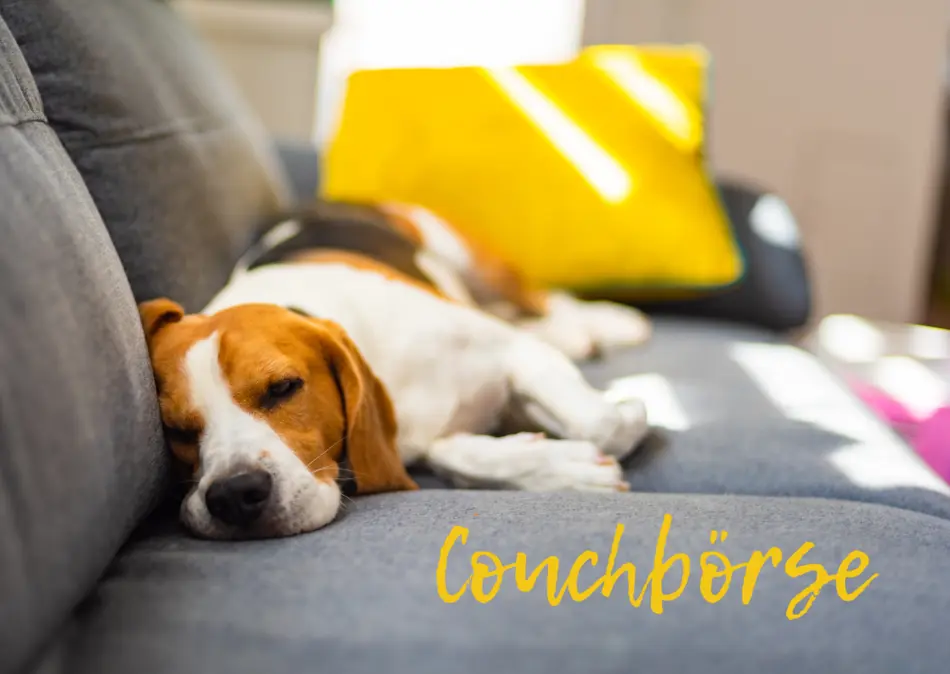 Hund, der auf einem Sofa liegt