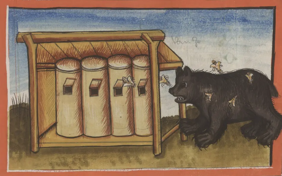historisches gemaltes Bild eines schwarzen Bären