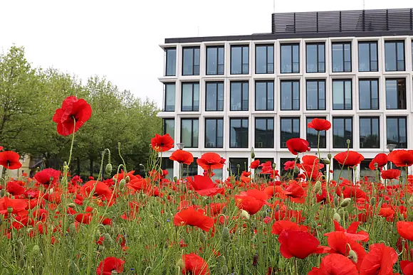 Mohnblüten vor dem Forschungsbau "Weltbeziehungen"
