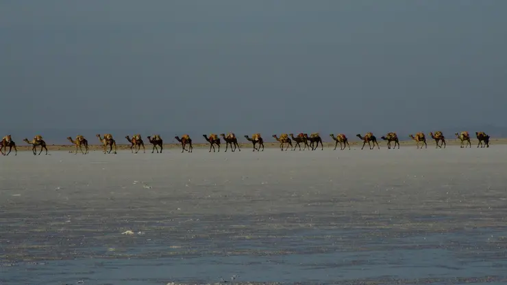 Reihe von Kamelen einer Karawane in Äthiopien