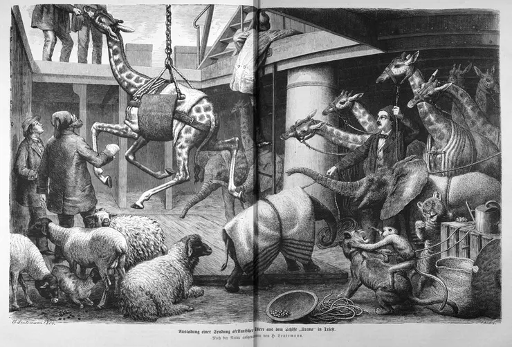 „Ausladung einer Sendung afrikanischer Thiere aus dem Schiffe „Urano“ in Triest. Nach der Natur aufgenommen von H. Leutemann.“ In: Die Gartenlaube, 1874.