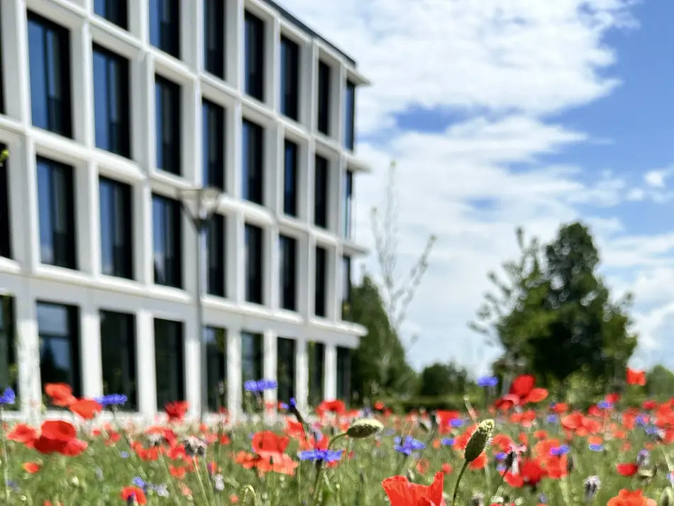 Mohnblumen vor dem Forschungsbau