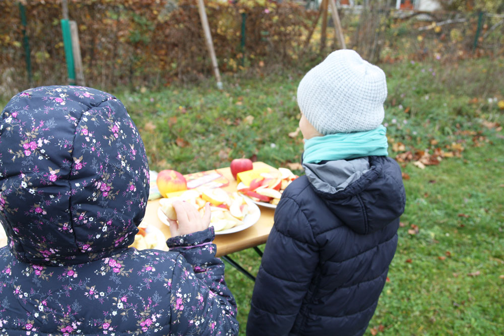 Apfelsortenverkostung mit Grundschulkindern im Campusschulgarten