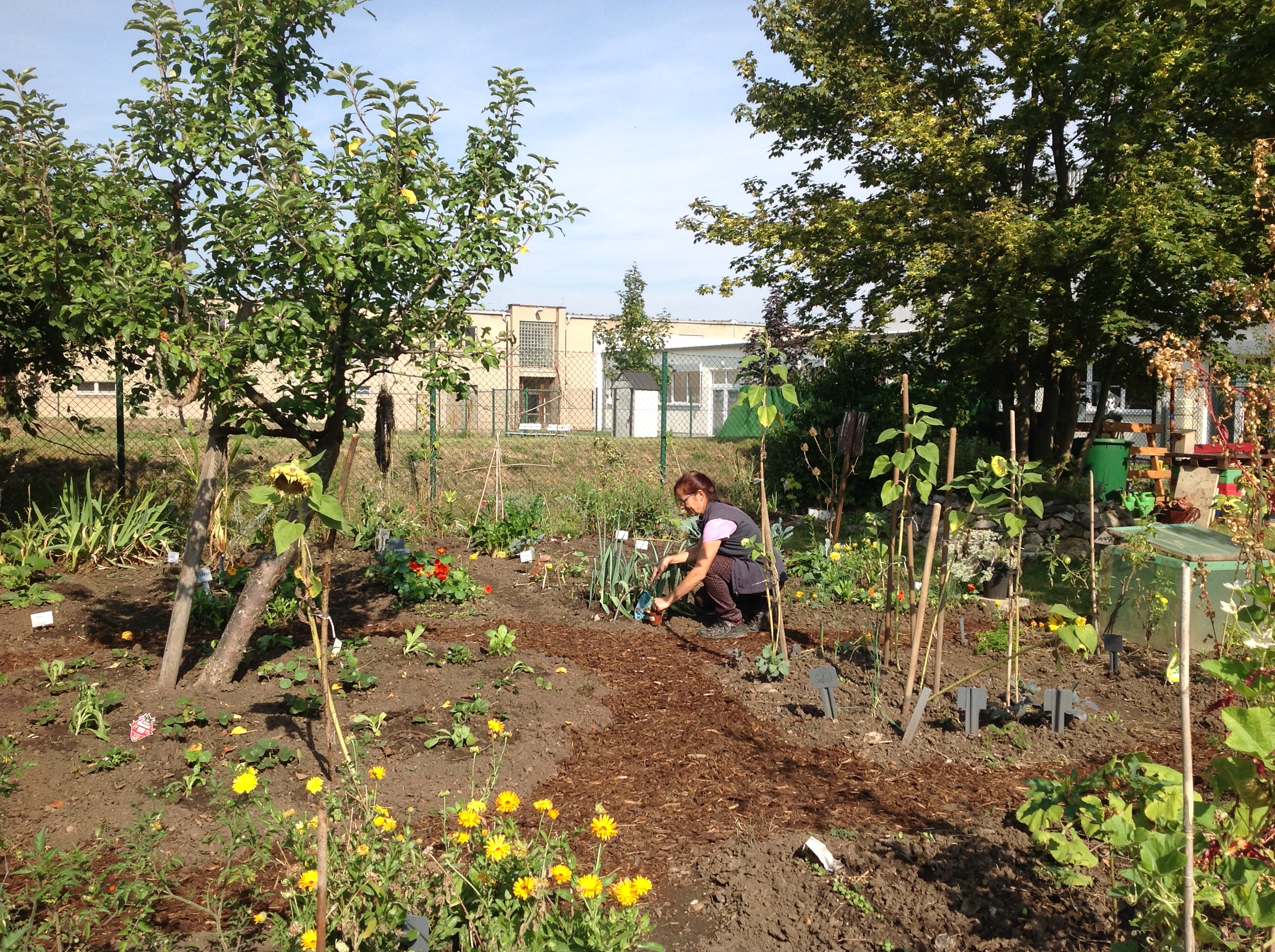 Dozentin Simone Buss pflanzt eine Pflanze im Campusschulgarten ein (im Rahmen der Lehrveranstaltung "Gartenpraxis")