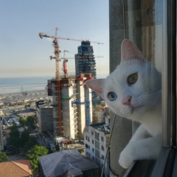 Eine Katze blickt aus einem Hochhaus
